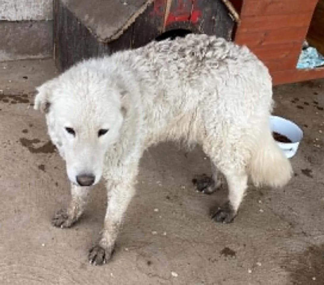 Bundás, Mixed Breed (Békési Állatvédők)