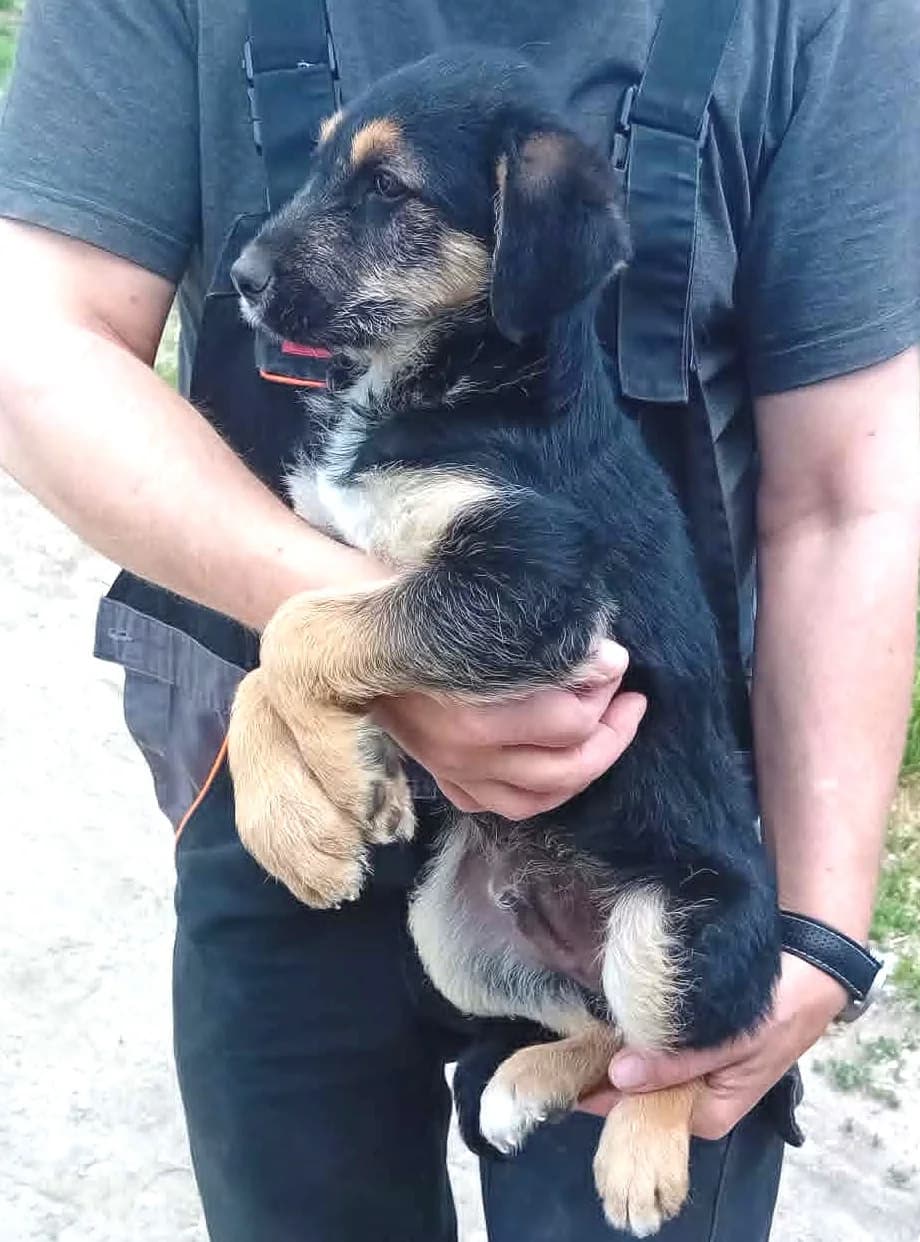 Szotyi, Mixed Breed (Békési Állatvédők)