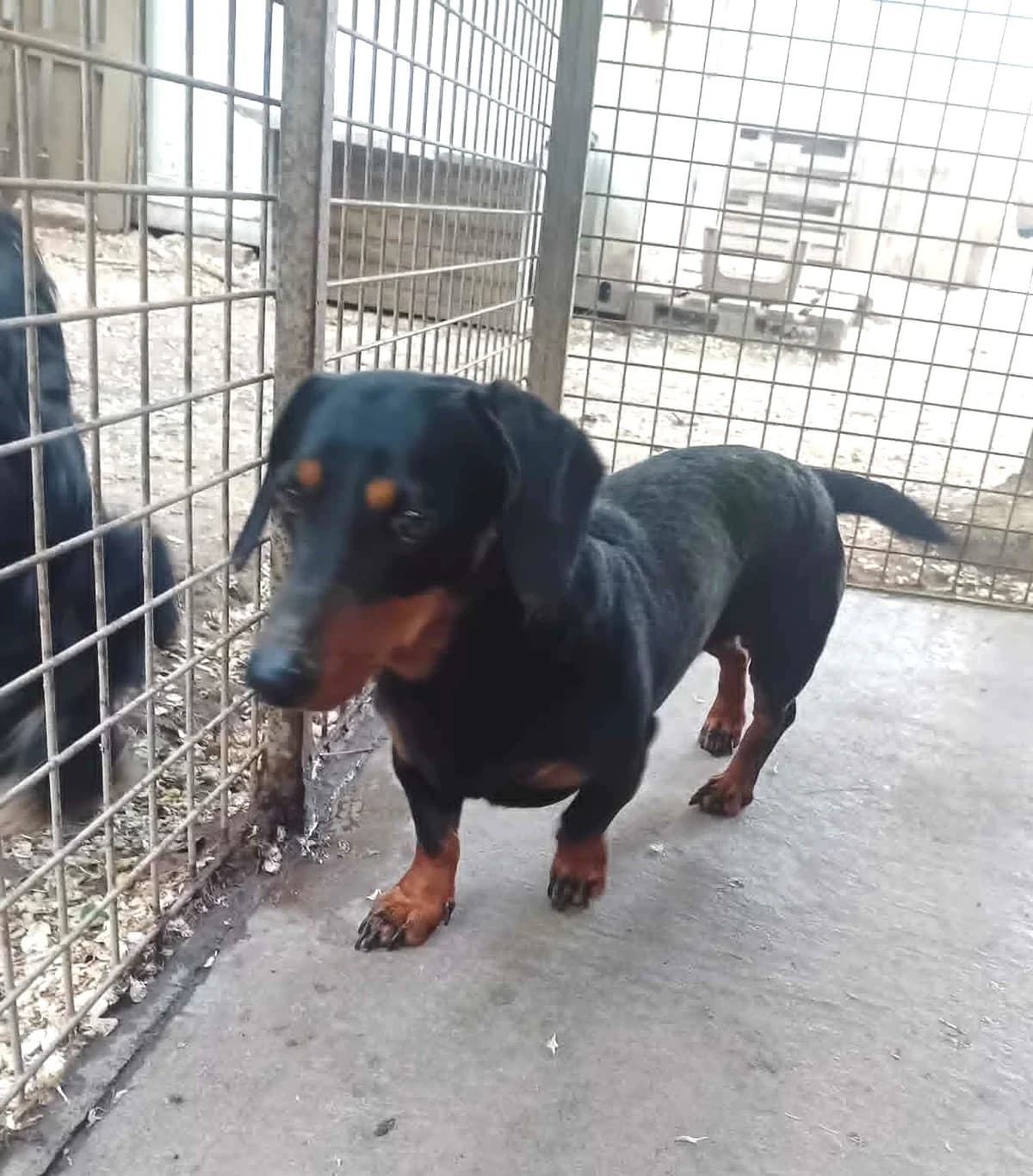 Tappancs, Mixed Breed (Békési Állatvédők)