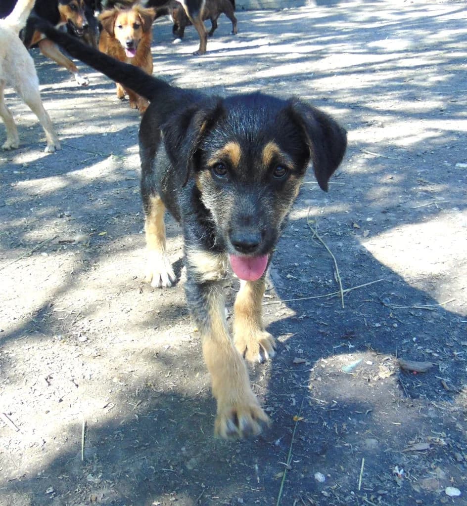 Szotyi, Mixed Breed (Békési Állatvédők)