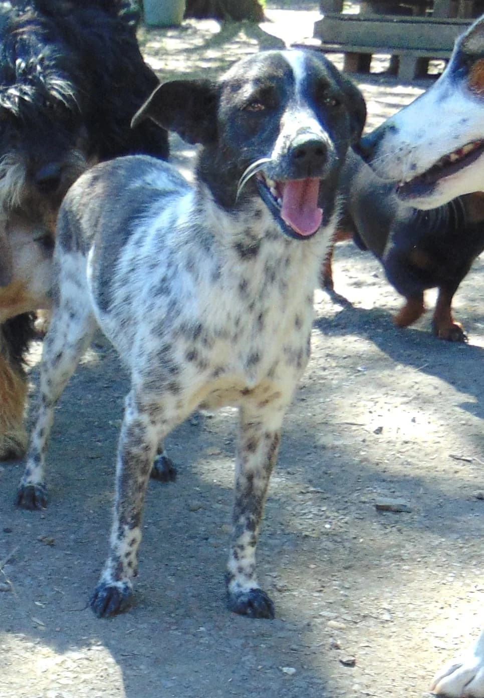 Pötyi, Mixed Breed (Békési Állatvédők)