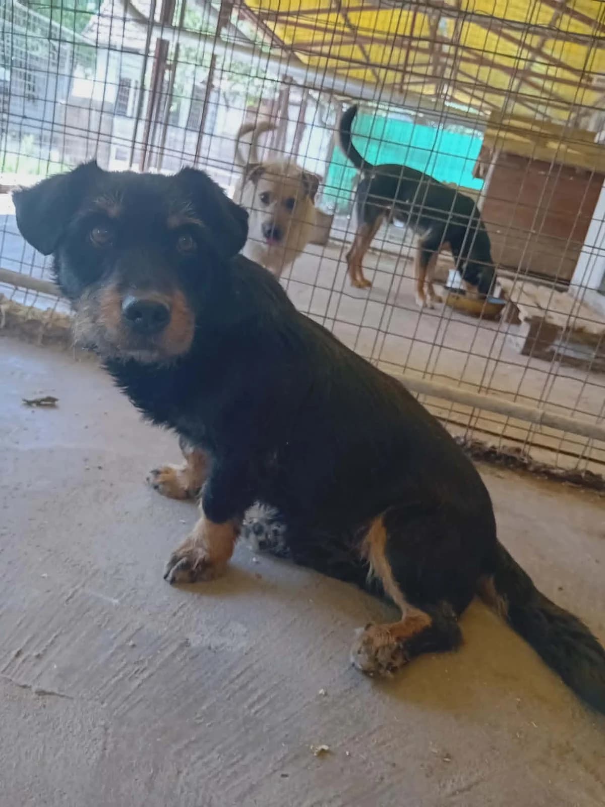Kevin, Mixed Breed (Békési Állatvédők)