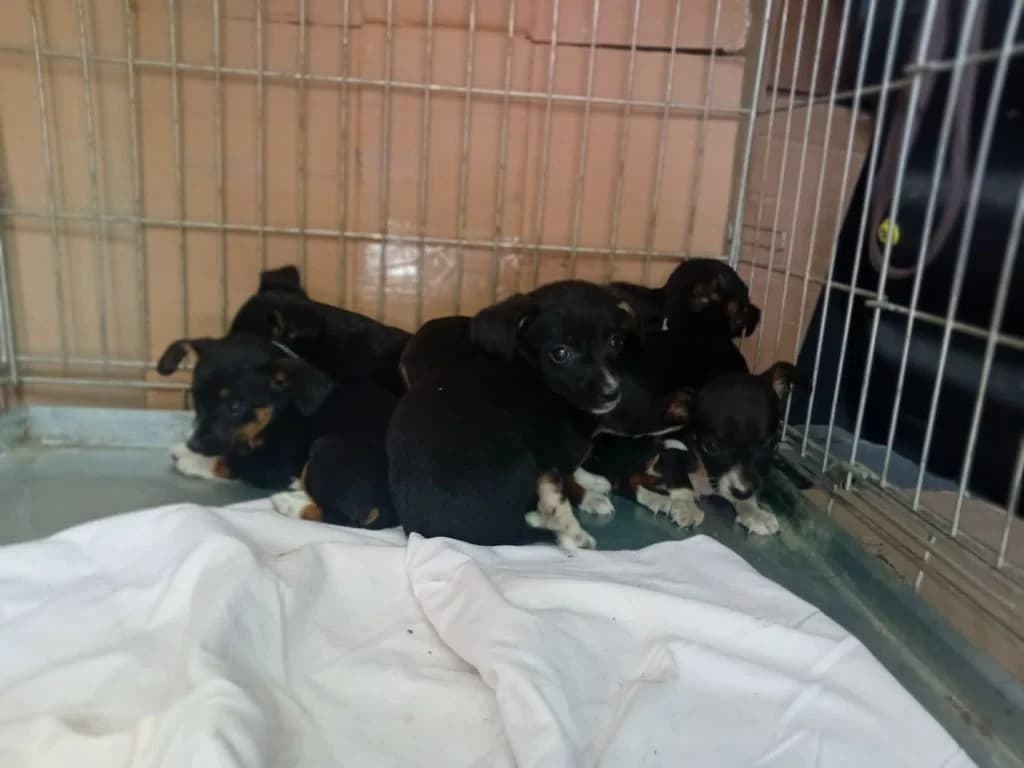 6 kölyök,  puppy Mixed Breed for adoption at Békési Állatvédők