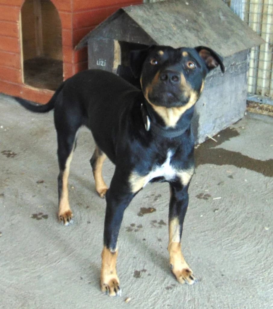 Barna,  young Mixed Breed for adoption at Békési Állatvédők