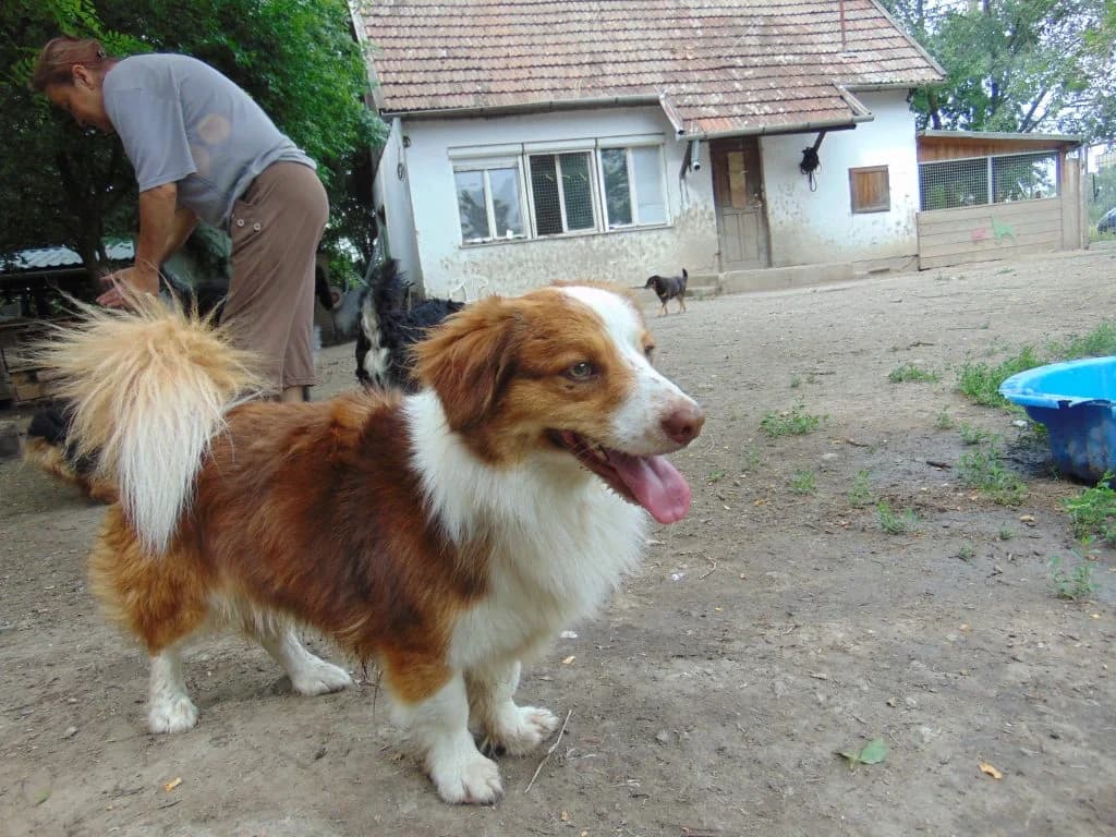 Cuki,  young Mixed Breed for adoption at Békési Állatvédők