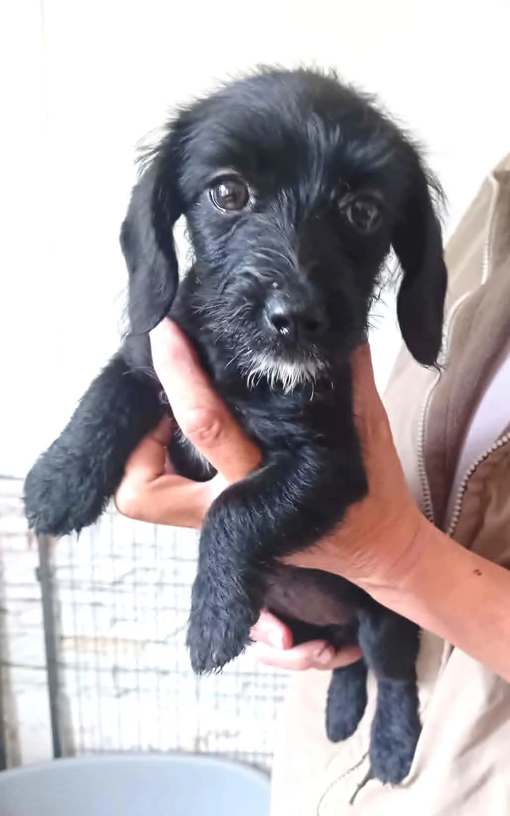 Bodza,  puppy Mixed Breed for adoption at Békési Állatvédők