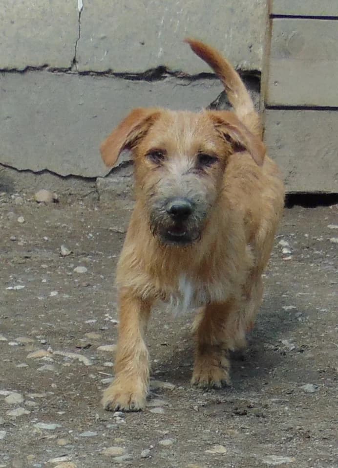 Eperke és Samu,  puppy Mixed Breed for adoption at Békési Állatvédők