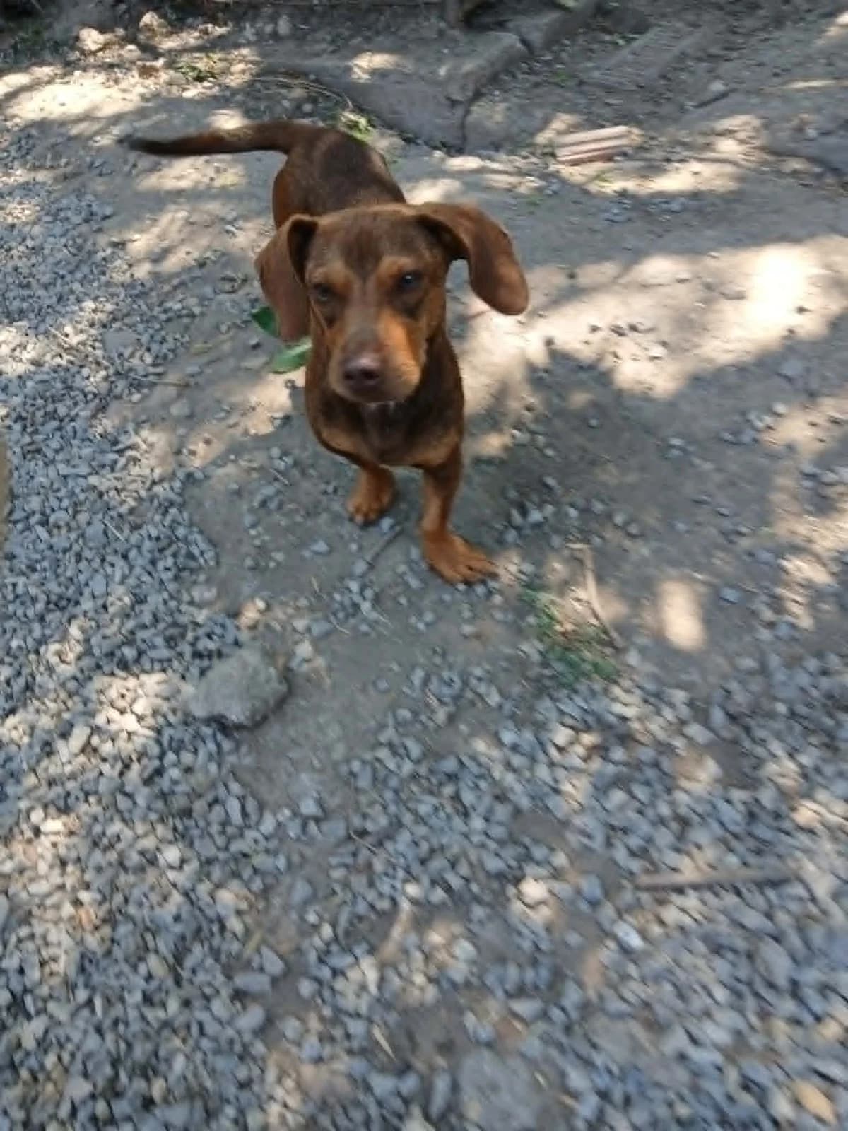 Mogyoró és Kefír, Mixed Breed for adoption at Békési Állatvédők