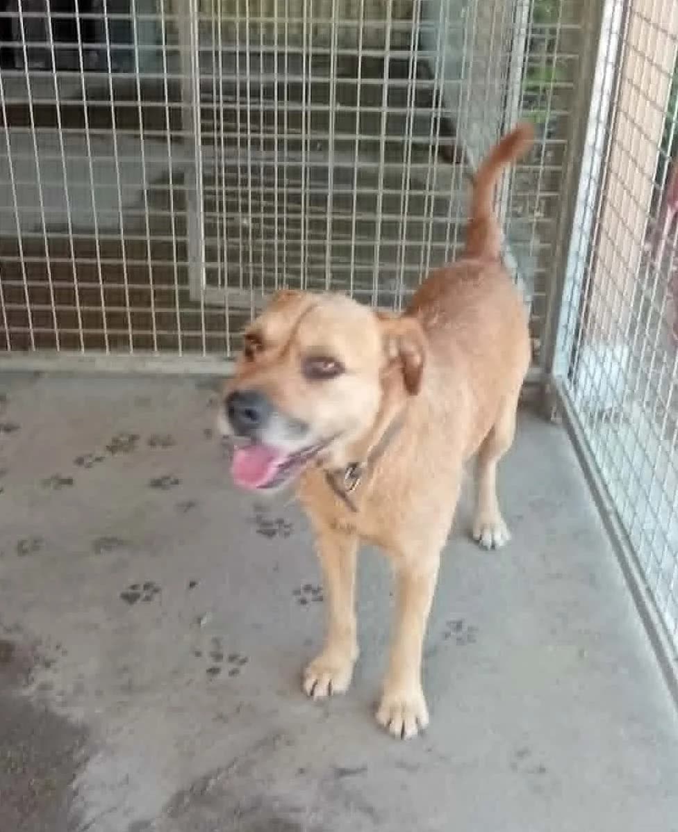 Johny,  5yo Mixed Breed for adoption at Békési Állatvédők