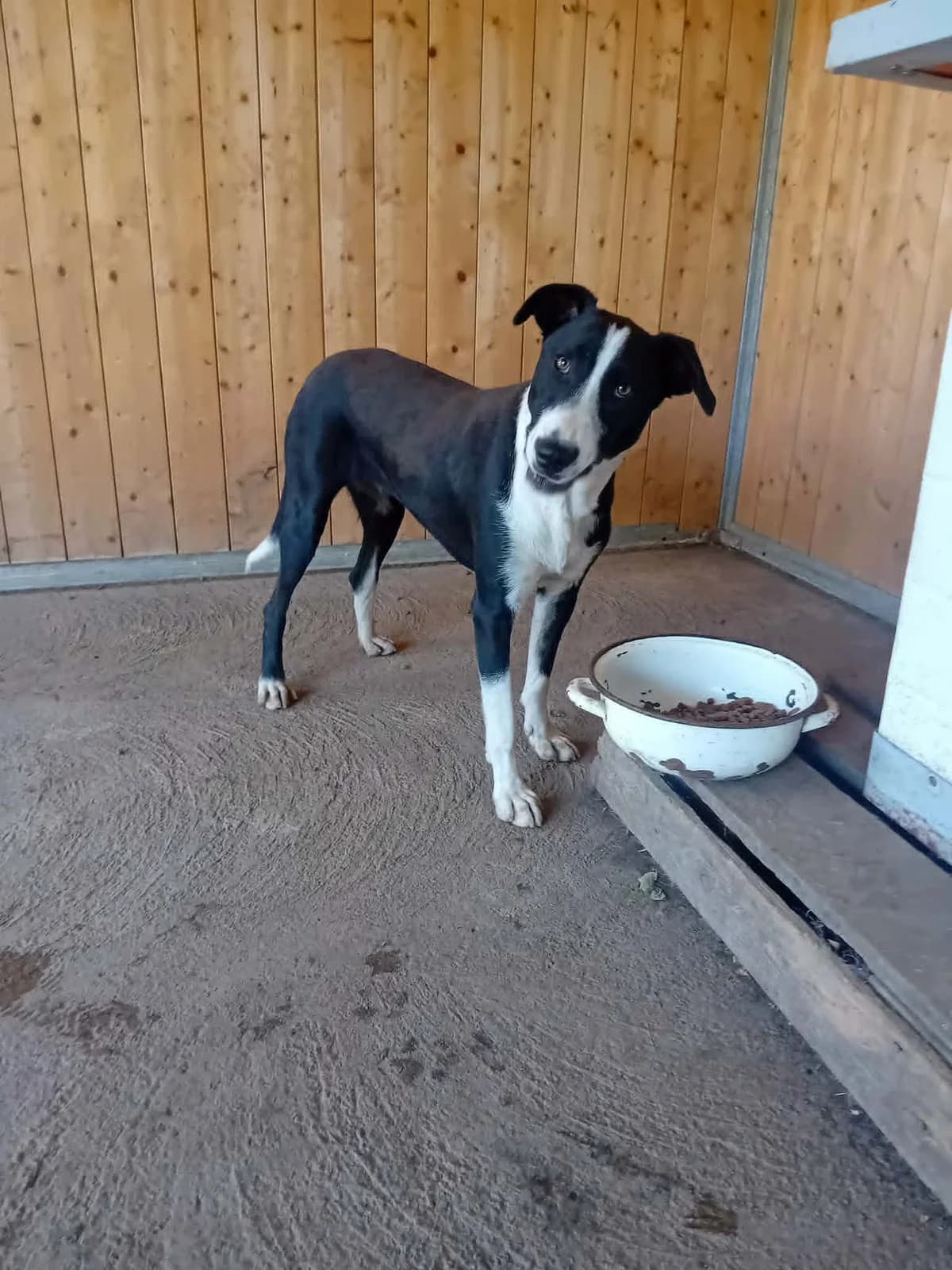 Maylo, young Mixed Breed for adoption at Békési Állatvédők