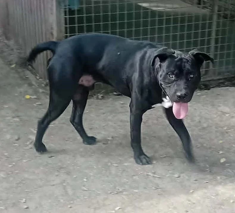 Bora, young Mixed Breed for adoption at Békési Állatvédők