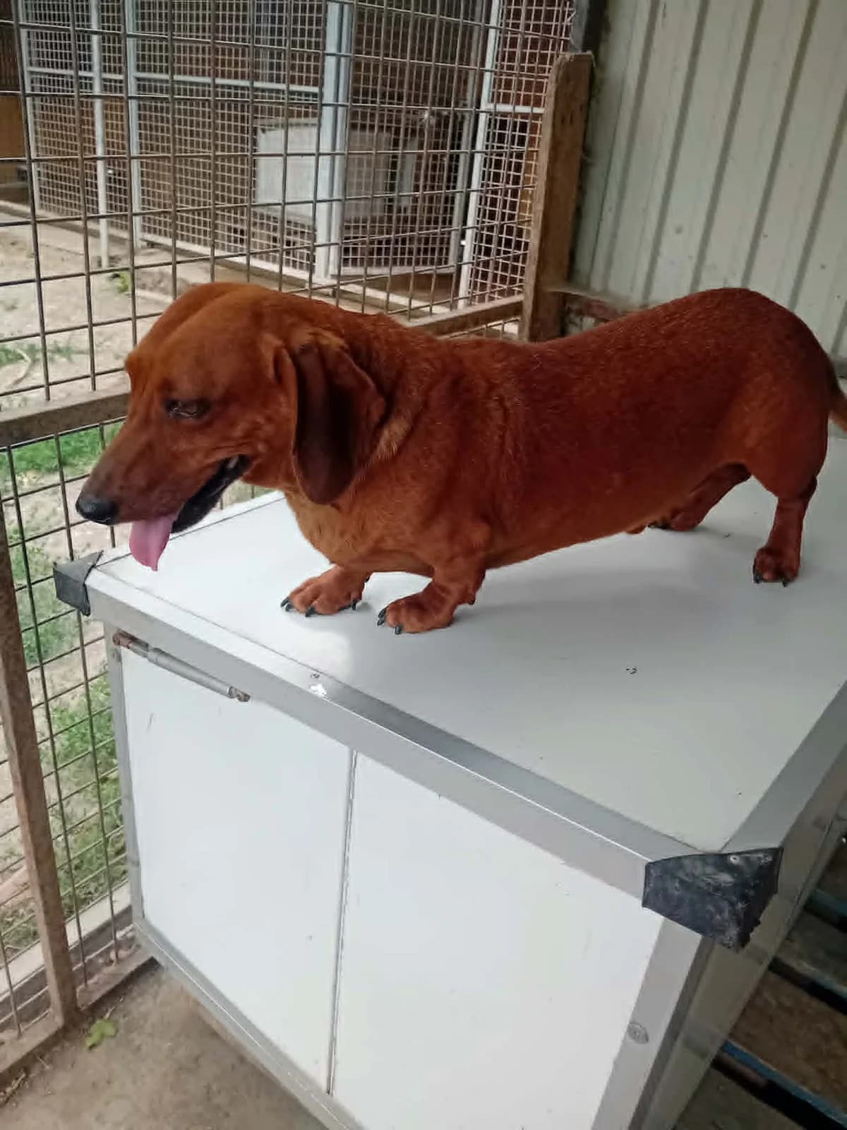Dagi2,  young Mixed Breed for adoption at Békési Állatvédők