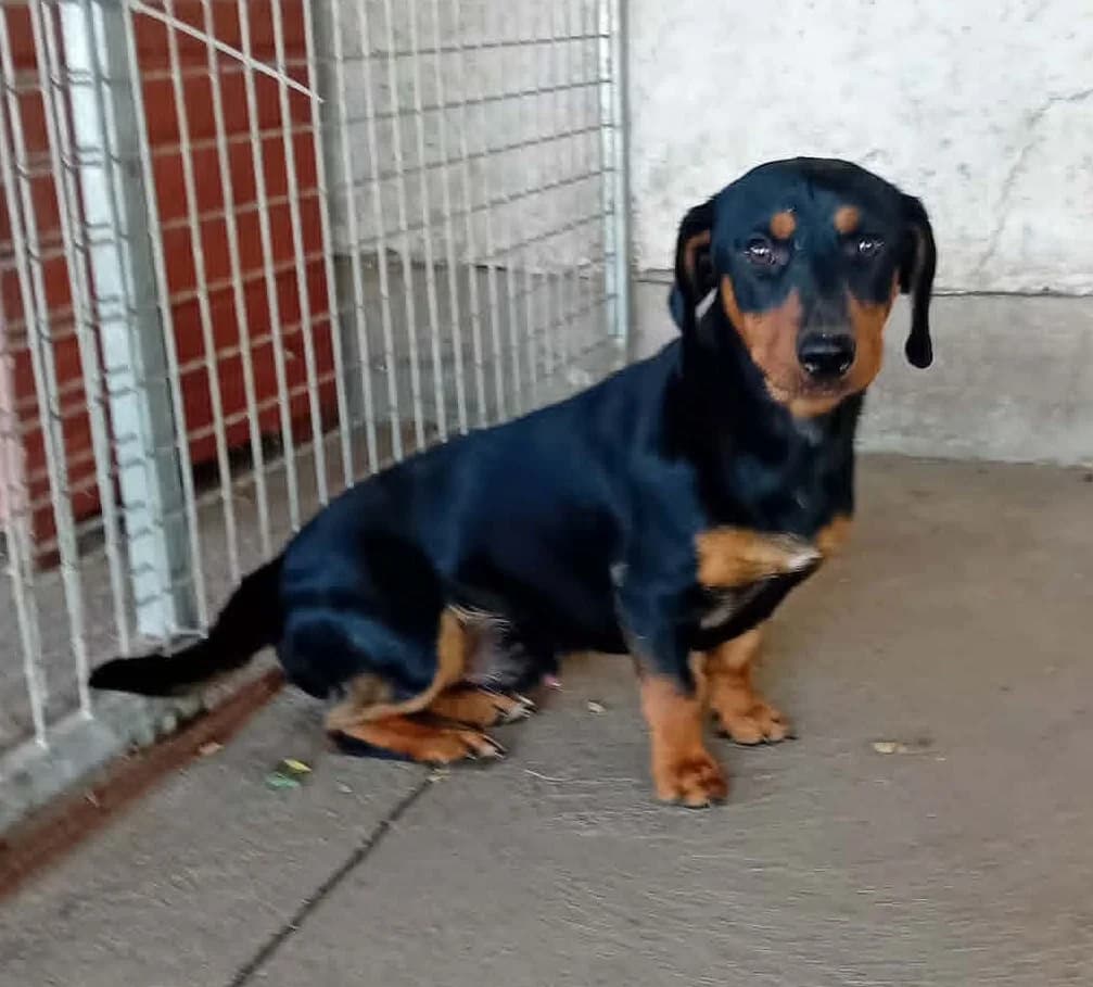 Malvin, young Mixed Breed for adoption at Békési Állatvédők