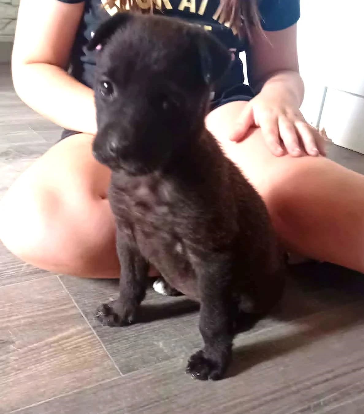 Mira,Suzy és Lord, young Mixed Breed for adoption at Békési Állatvédők