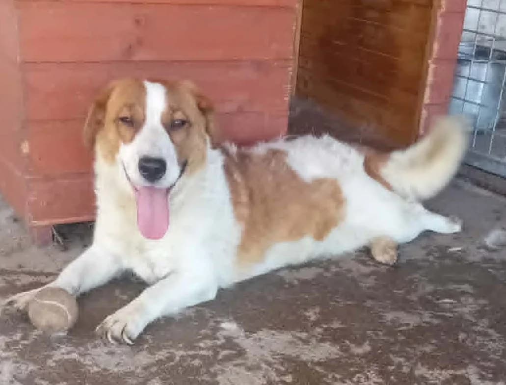 Bogyó, young Mixed Breed for adoption at Békési Állatvédők