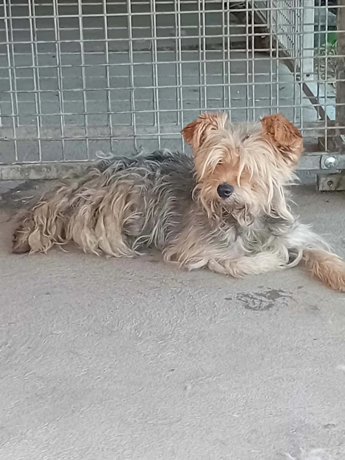 Legény,  5yo Mixed Breed for adoption at Békési Állatvédők