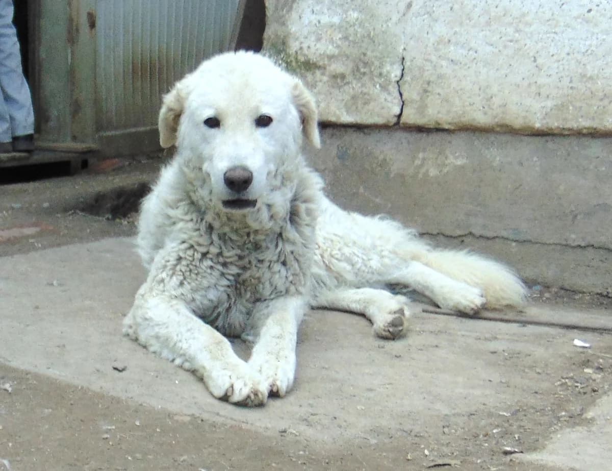 Bundás, 7yo Mixed Breed for adoption at Békési Állatvédők