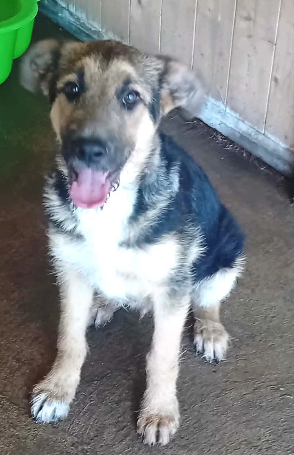Pacsi, Mixed Breed for adoption at Békési Állatvédők