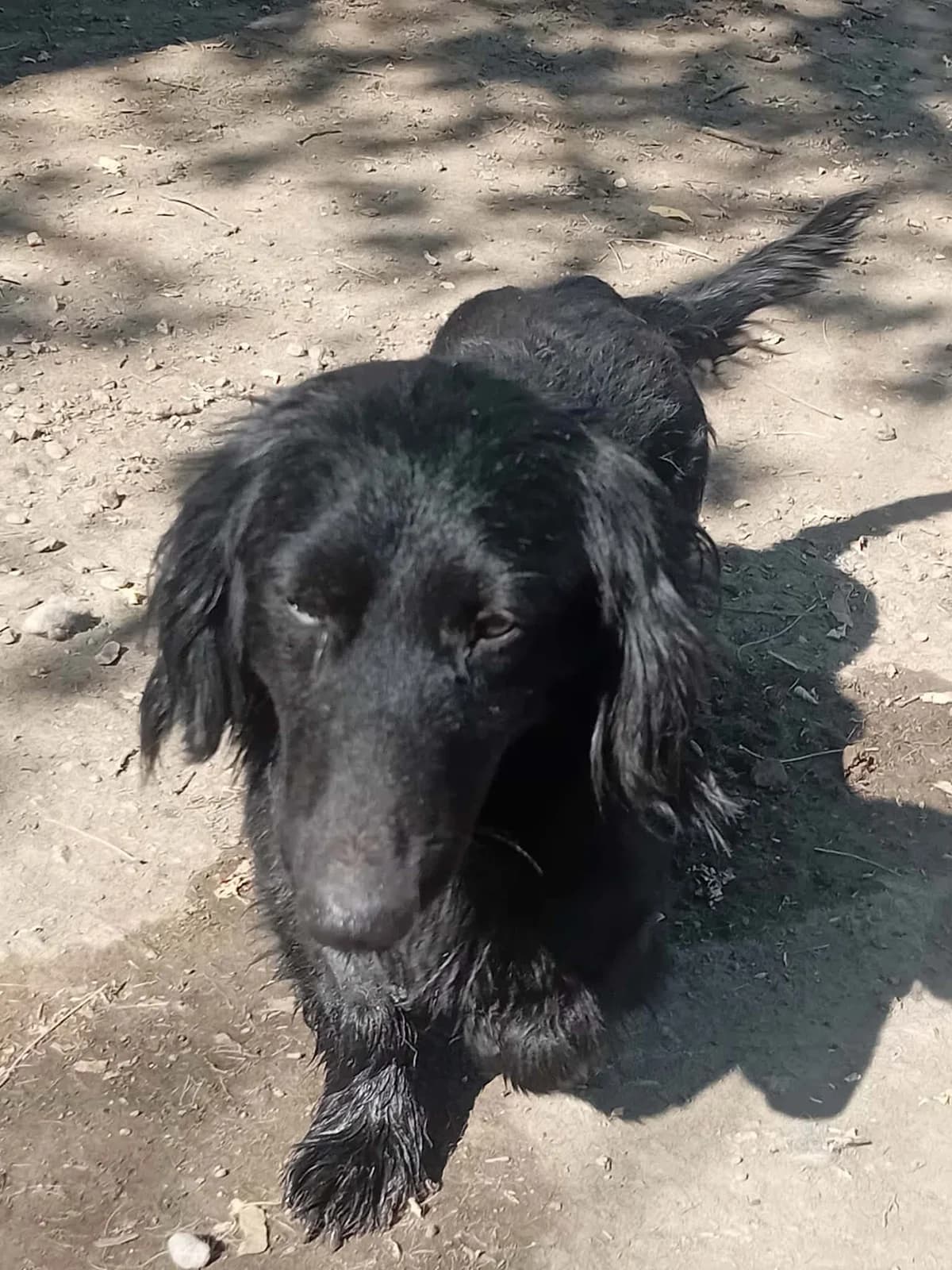 Benji,  Mixed Breed for adoption at Békési Állatvédők