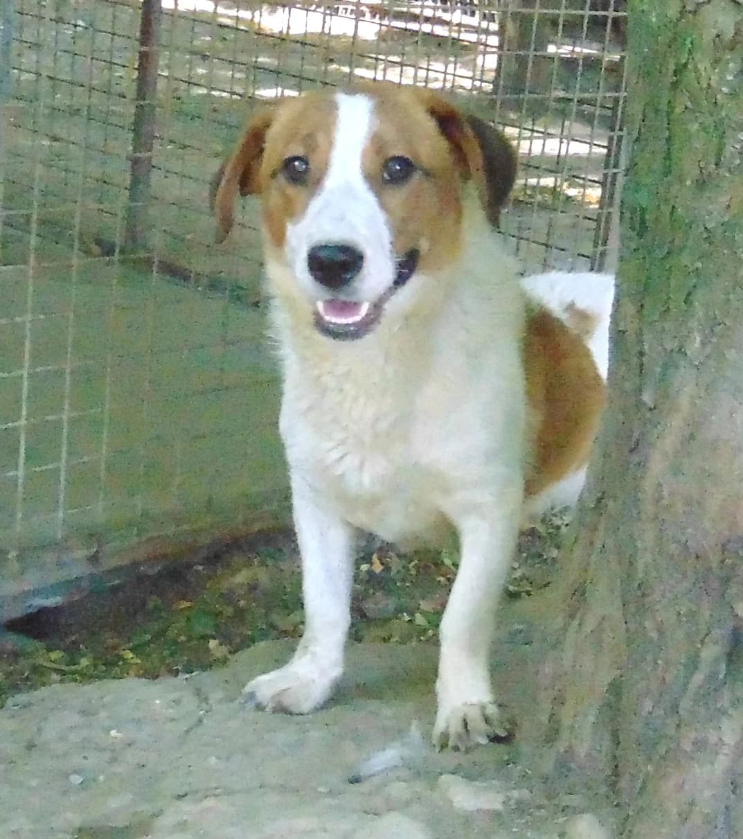 Bogyó,  young Mixed Breed for adoption at Békési Állatvédők