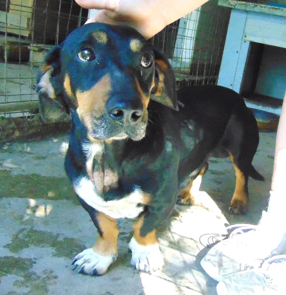 Bobi,  5yo Mixed Breed for adoption at Békési Állatvédők