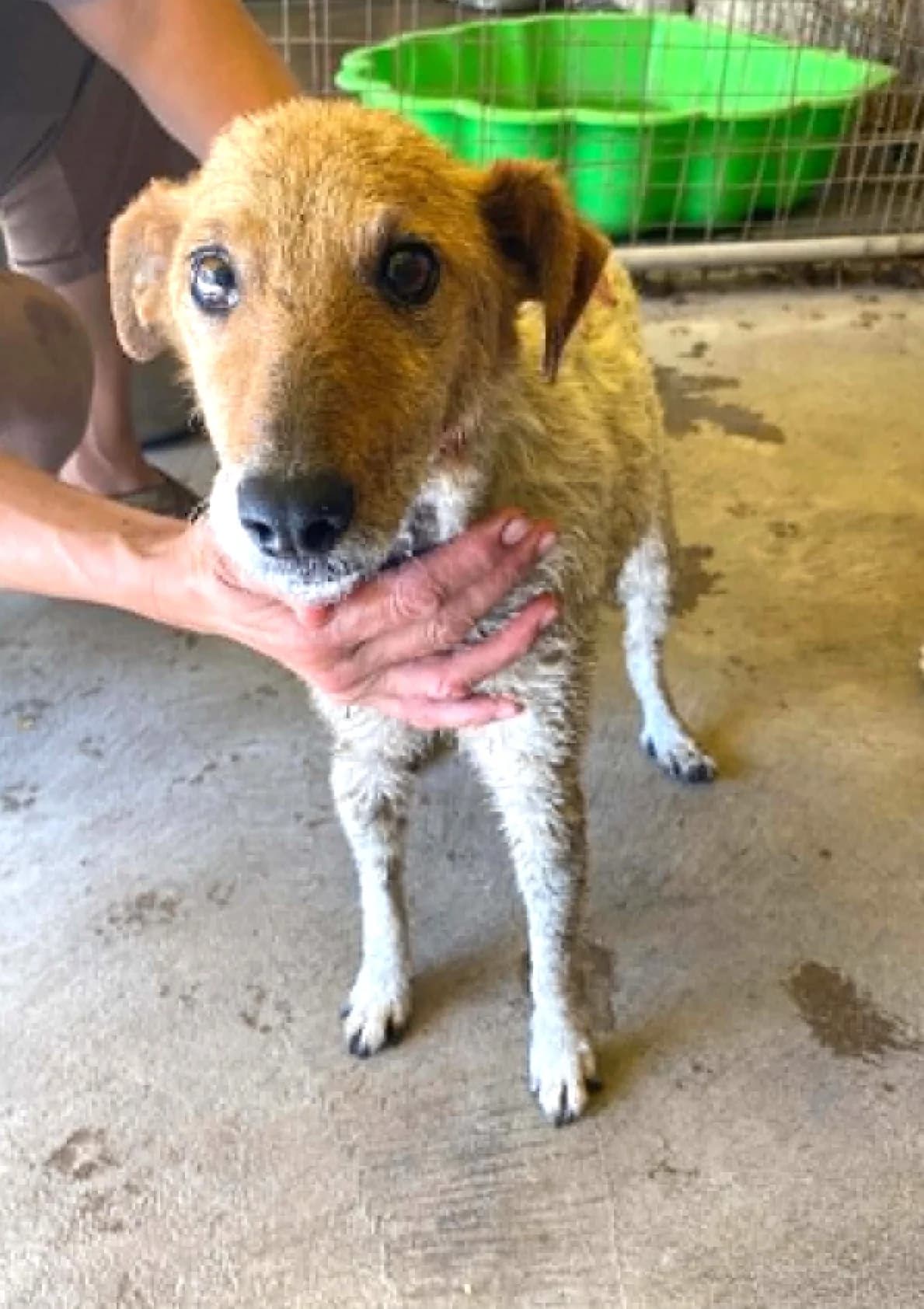 Foltos,  7yo Mixed Breed for adoption at Békési Állatvédők