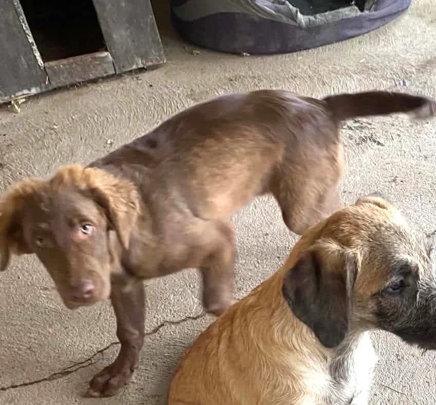 Csoki és Mizo,  puppy Mixed Breed for adoption at Békési Állatvédők