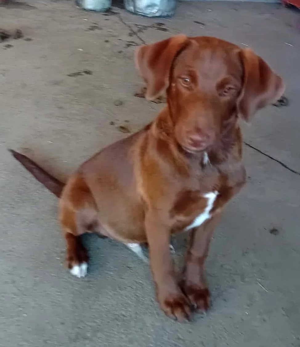 Dani,  Mixed Breed for adoption at Békési Állatvédők