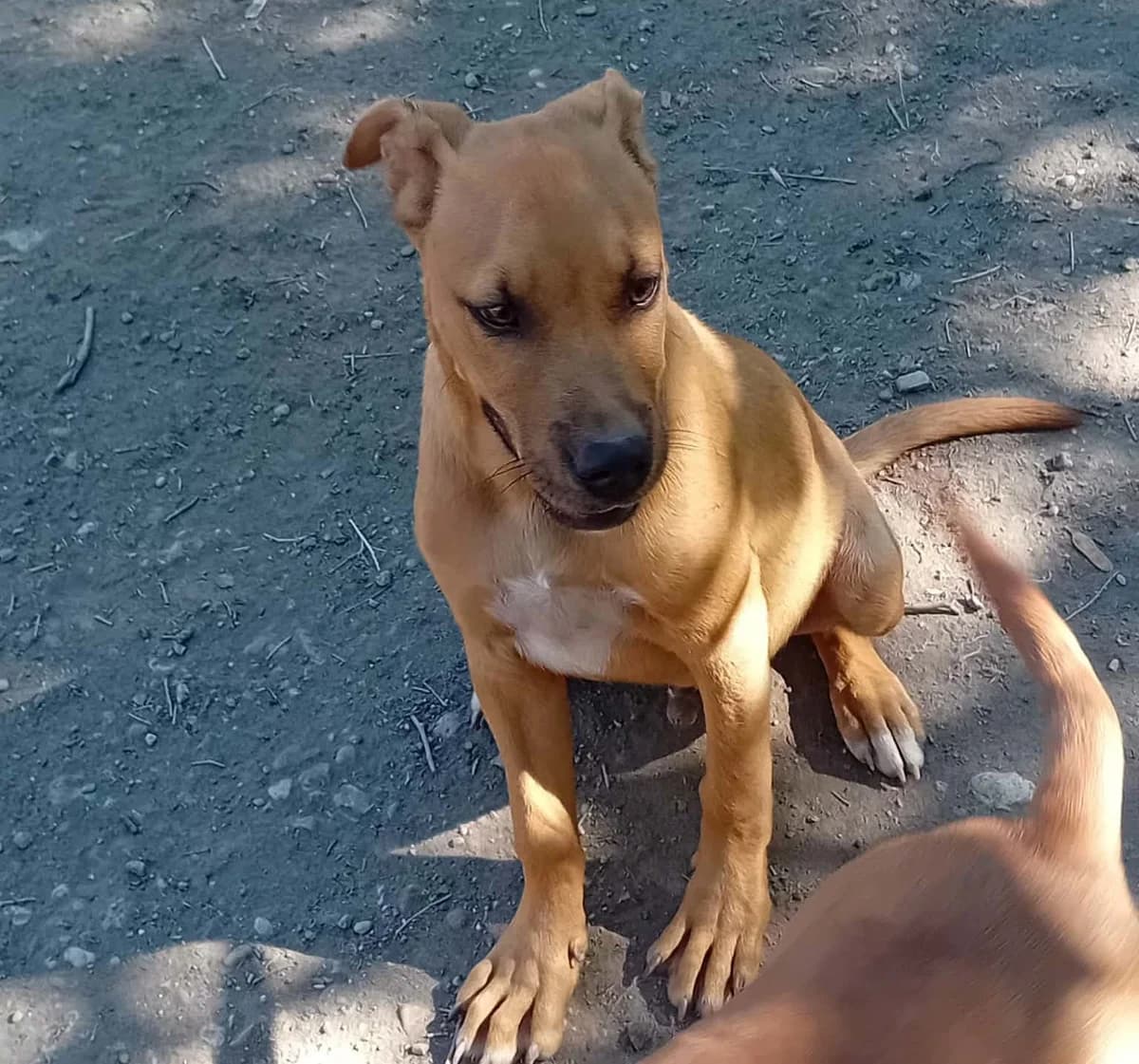 Denis,  Mixed Breed for adoption at Békési Állatvédők