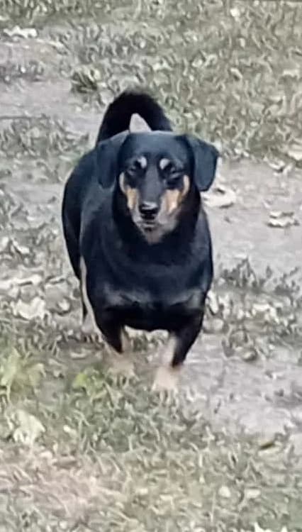 Jack,  Mixed Breed for adoption at Békési Állatvédők
