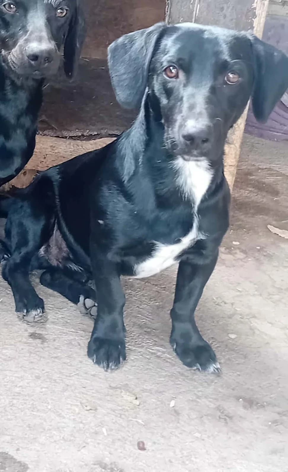 Lali és Levi,  Mixed Breed for adoption at Békési Állatvédők