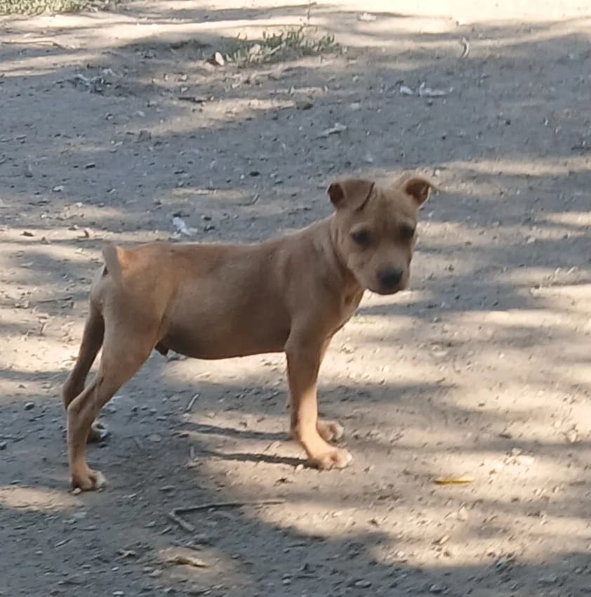 Frenky és Geri,  Mixed Breed for adoption at Békési Állatvédők