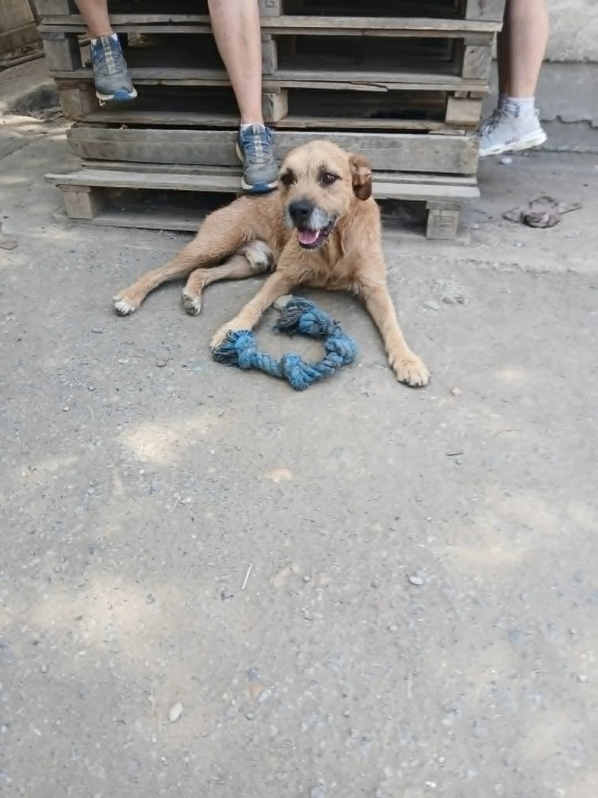 Johny,  Mixed Breed for adoption at Békési Állatvédők