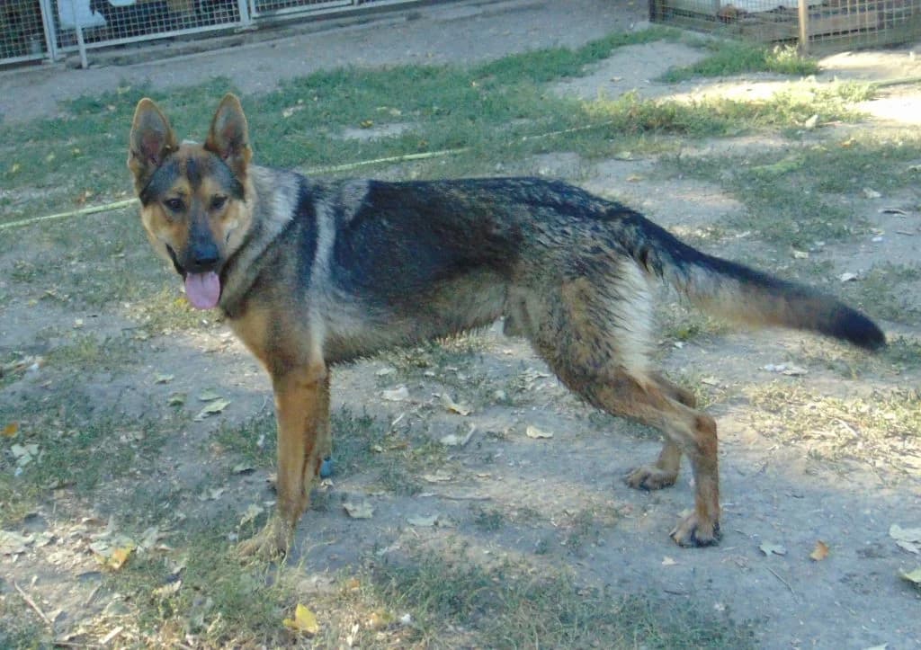 Maci,  Mixed Breed for adoption at Békési Állatvédők