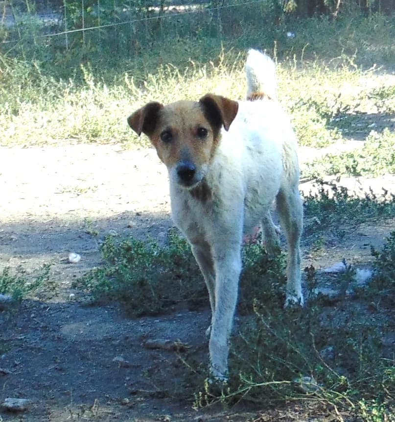 Foltos,  Mixed Breed for adoption at Békési Állatvédők