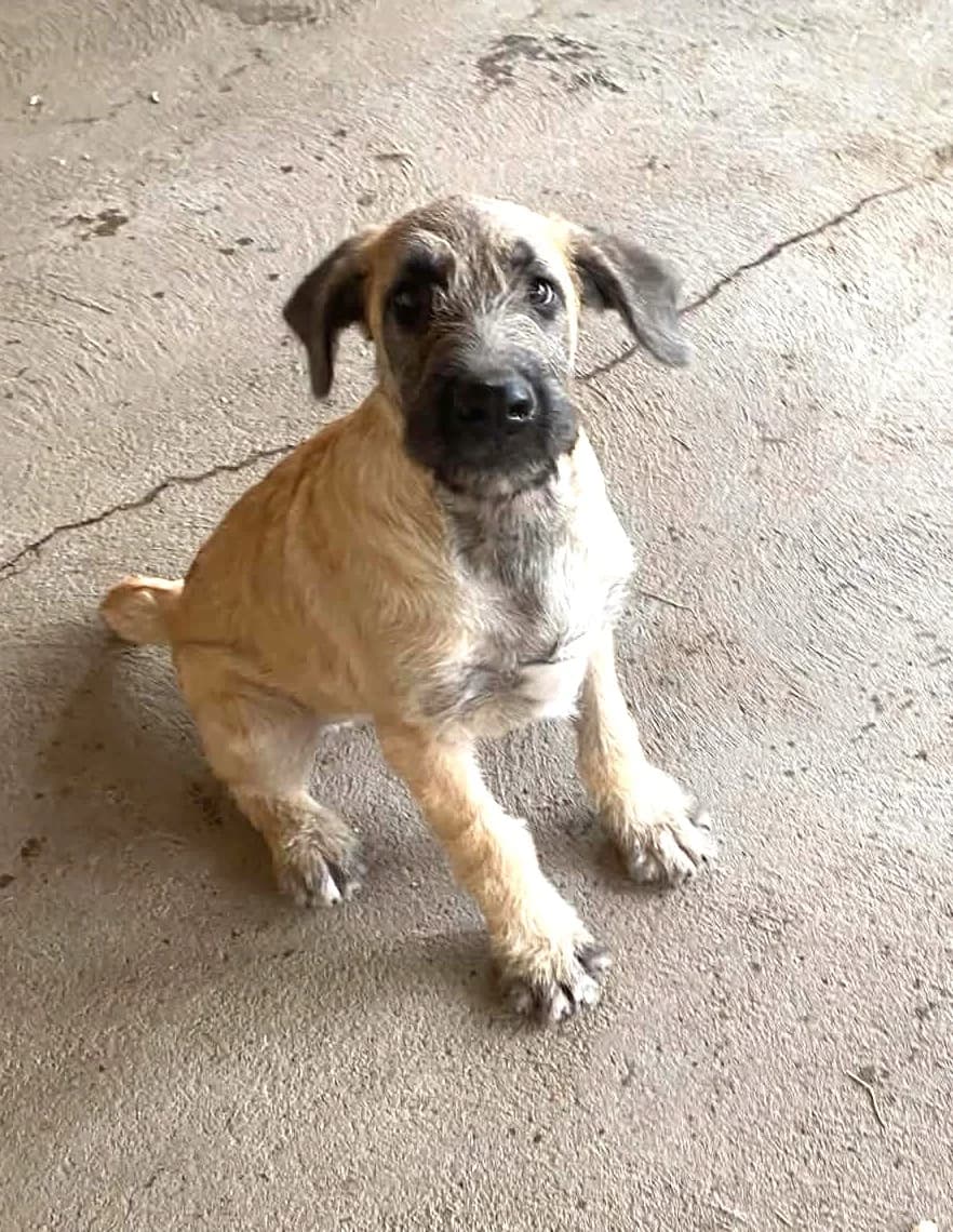 Mizo,  Mixed Breed for adoption at Békési Állatvédők