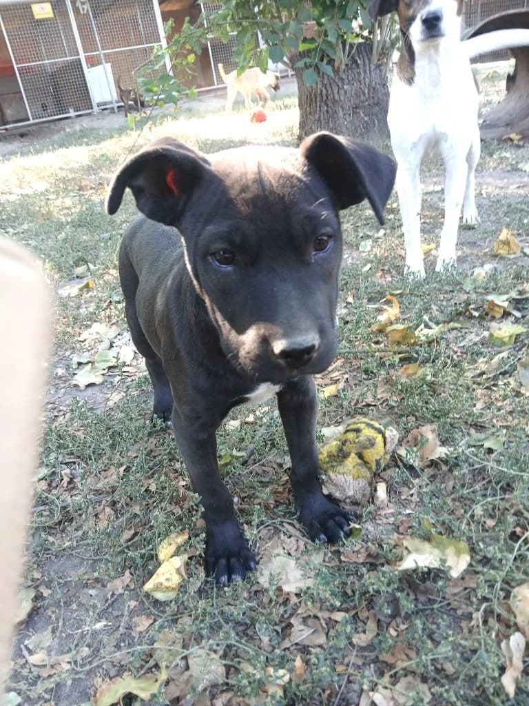 Jacky,  Mixed Breed for adoption at Békési Állatvédők