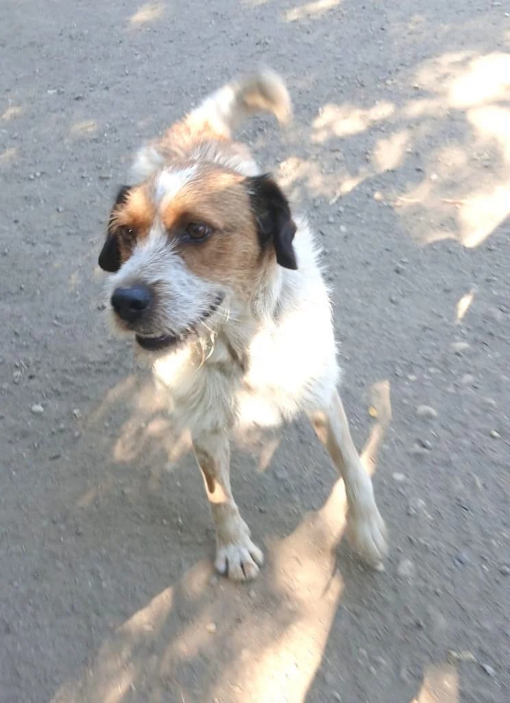 Karcsi,  Mixed Breed for adoption at Békési Állatvédők