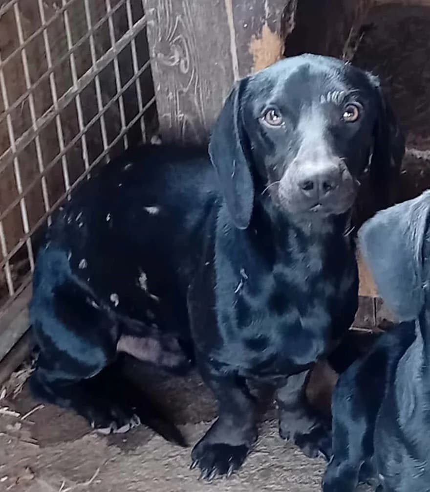 Lali és Levi,  Mixed Breed for adoption at Békési Állatvédők