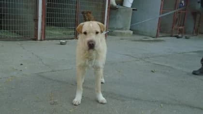 Preston,  Mixed Breed for adoption at Bogáncs Kutya- és Kisállatotthon Alapítvány