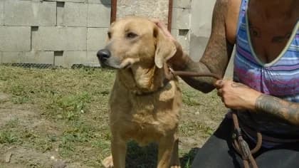 Garda,  Mixed Breed for adoption at Bogáncs Kutya- és Kisállatotthon Alapítvány