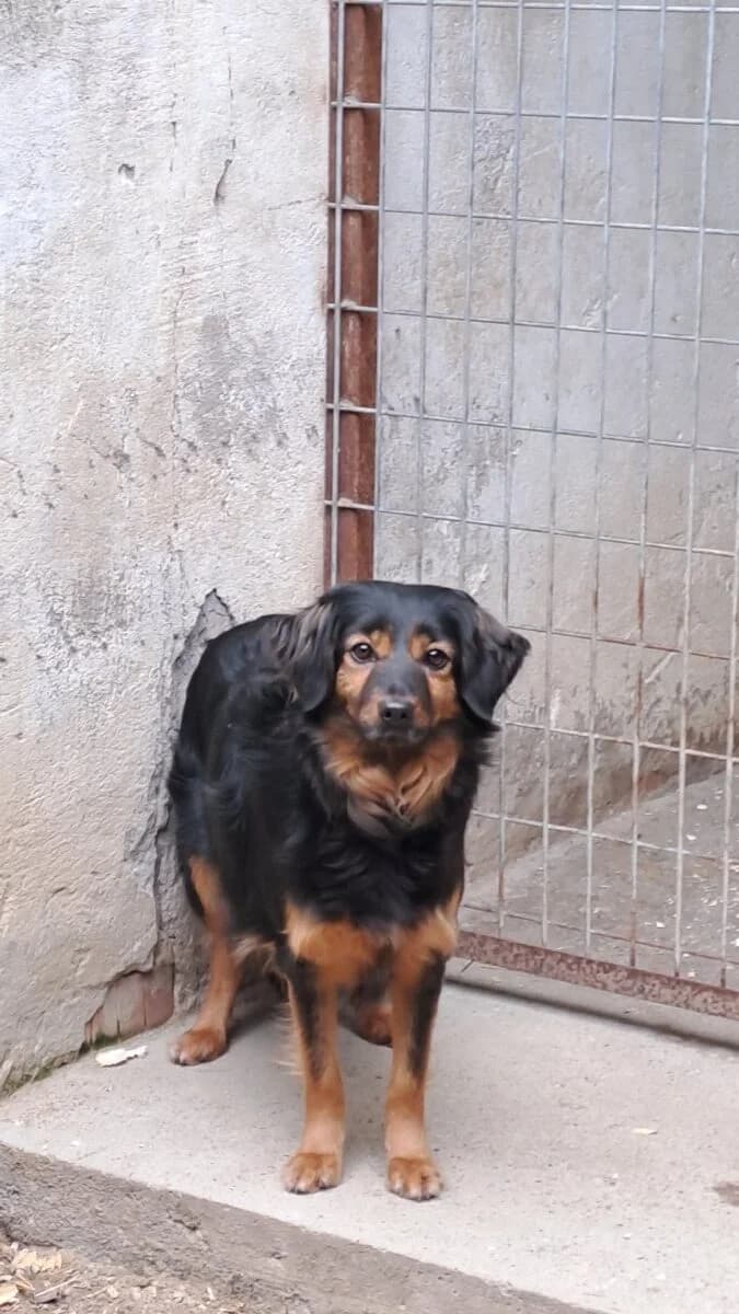 Enszi,  Mixed Breed for adoption at Bogáncs Kutya- és Kisállatotthon Alapítvány