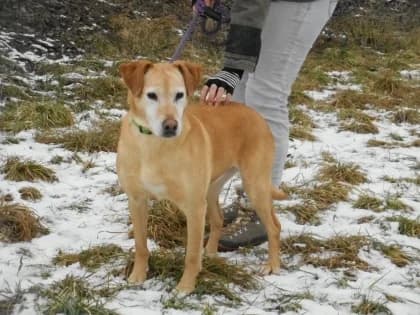Forgóka,  Mixed Breed for adoption at Bogáncs Kutya- és Kisállatotthon Alapítvány