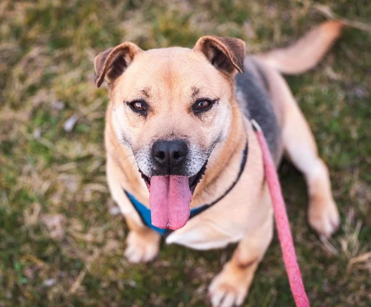 Fura,  Mixed Breed for adoption at Bogáncs Kutya- és Kisállatotthon Alapítvány