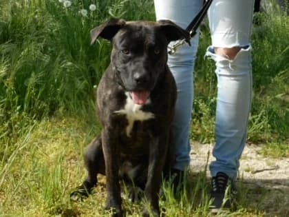 Tsiki,  Mixed Breed for adoption at Bogáncs Kutya- és Kisállatotthon Alapítvány