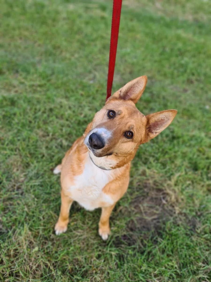 Ruta,  Mixed Breed for adoption at Bogáncs Kutya- és Kisállatotthon Alapítvány