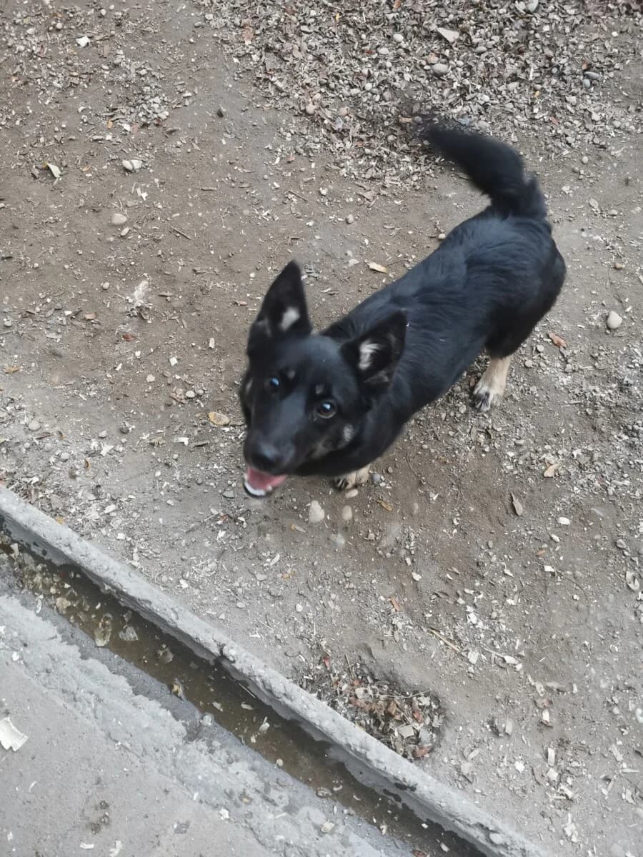 Amália,  Mixed Breed for adoption at Bogáncs Kutya- és Kisállatotthon Alapítvány