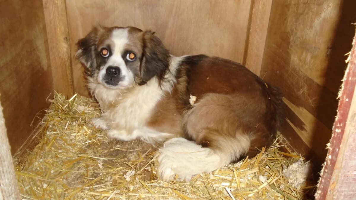 Valentino,  Mixed Breed for adoption at Bogáncs Kutya- és Kisállatotthon Alapítvány