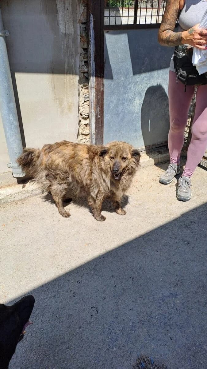Boiko,  Mixed Breed for adoption at Bogáncs Kutya- és Kisállatotthon Alapítvány