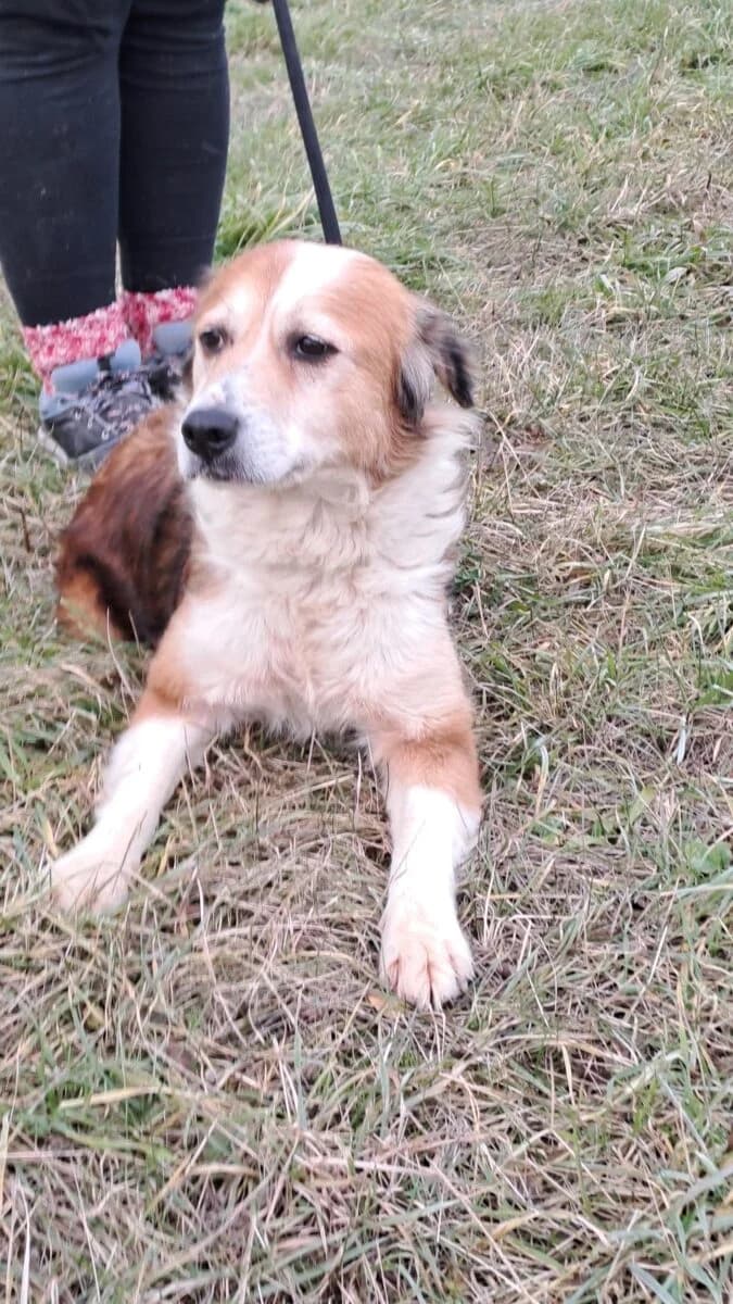 Maren,  Mixed Breed for adoption at Bogáncs Kutya- és Kisállatotthon Alapítvány